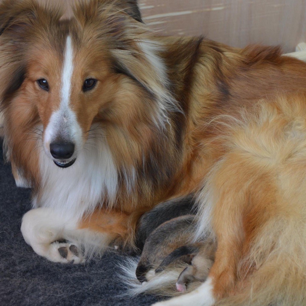 Des Fines Bulles - Shetland Sheepdog - Portée née le 11/02/2022